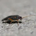Phoenicocoris strobicola - photo 3