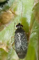 Phoenicocoris strobicola - photo 4