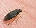 Phoenicocoris strobicola - photo 5