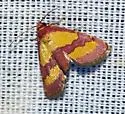 Phoenicophanta bicolor - Hodges#9028
