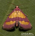 Phoenicophanta bicolor - Hodges#9028 - photo 2