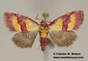 Phoenicophanta bicolor - Hodges#9028 - photo 4