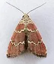 Phoenicophanta modestula - Hodges#9029 - photo 2