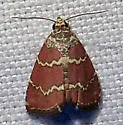 Phoenicophanta modestula - Hodges#9029 - photo 3