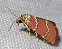 Phoenicophanta modestula - Hodges#9029 - photo 4