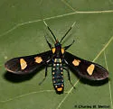 Phoenicoprocta hampsonii - Hodges#8285