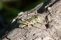 Large-headed Grasshopper