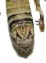 Large-headed Grasshopper - photo 2