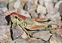 Large-headed Grasshopper - photo 3