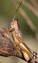 Large-headed Grasshopper - photo 4