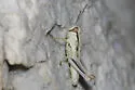 Large-headed Grasshopper - photo 5
