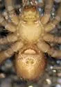 Pholcophora americana