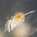Pholcophora americana - photo 2