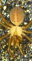 Pholcophora americana - photo 3
