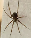 Pholcophora americana - photo 4