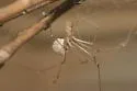 Pholcus manueli - photo 2