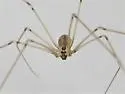 Pholcus manueli - photo 4