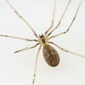 Pholcus manueli - photo 5