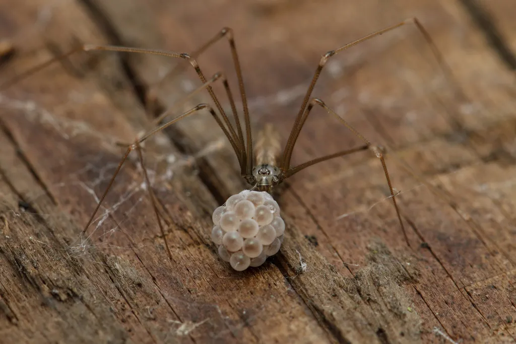 Harvestman Cellar Spider