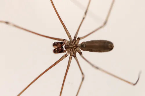 Harvestman Cellar Spider - photo 2