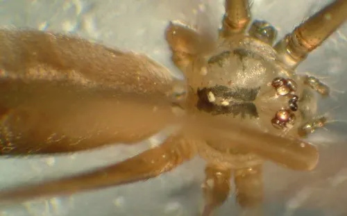 Harvestman Cellar Spider - photo 3