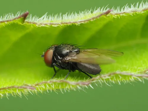 Pholeomyia indecora