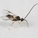 Pholetesor ornigis - photo 2