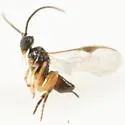 Pholetesor ornigis - photo 3