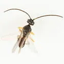 Pholetesor ornigis - photo 4