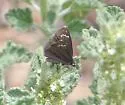Mexican Sootywing - Hodges#3978 - Pholisora mejicanus