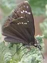 Mexican Sootywing - Hodges#3978 - photo 2