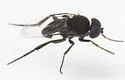 Phora aerea - photo 2