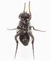 Phora aerea - photo 3