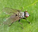 Phorbia sinuata