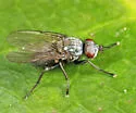 Phorbia sinuata - photo 2