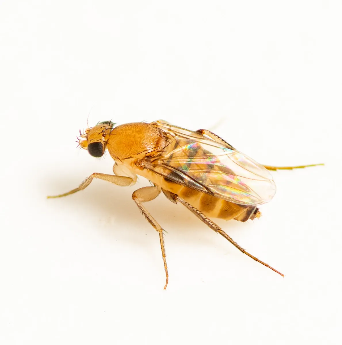 Scuttle Flies - photo 2