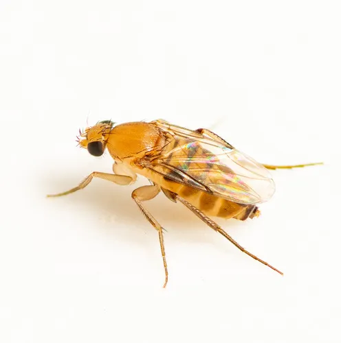 Scuttle Flies - photo 3