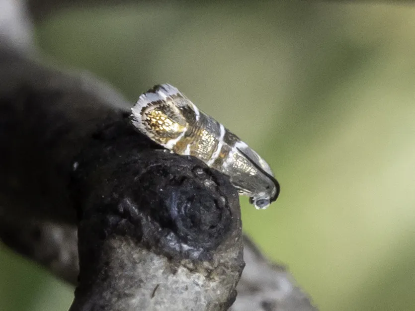 Phormoestes palmettovora - Hodges#2626.1