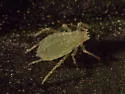 Cannabis Aphid - Phorodon cannabis