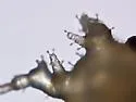 Cannabis Aphid - photo 2