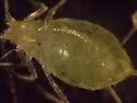Cannabis Aphid - photo 3