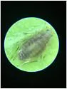 Cannabis Aphid - photo 4