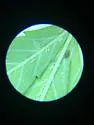 Cannabis Aphid - photo 5