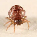 Phoroncidia americana