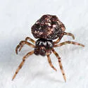 Phoroncidia americana - photo 3