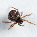 Phoroncidia americana - photo 4