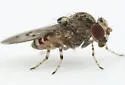 Phortica picta