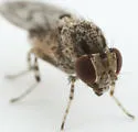 Phortica picta - photo 2