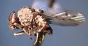 Phortica picta - photo 3