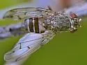 Phortica picta - photo 4